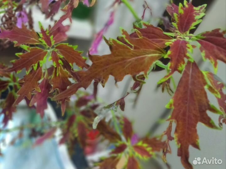 Колиус - комнатные цвет