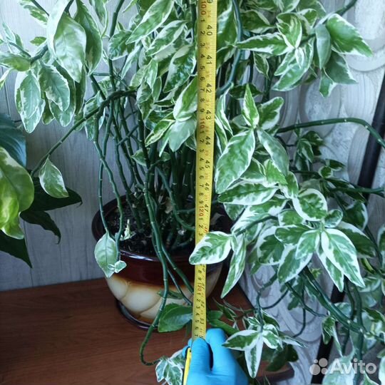 Педилантус