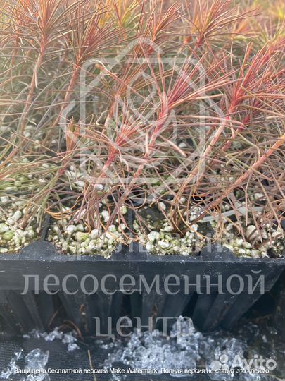 Сеянцы для лесовосстановления сосна зкс