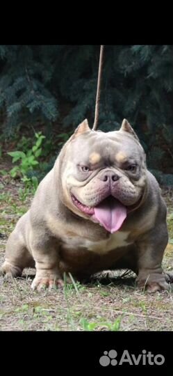 Американский Булли Микро Экзот - Мальчик 10 мес