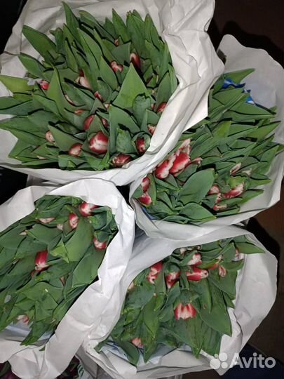 Тюльпаны к 8 марта