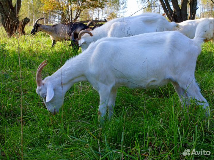 Козы молодняк под покрытие