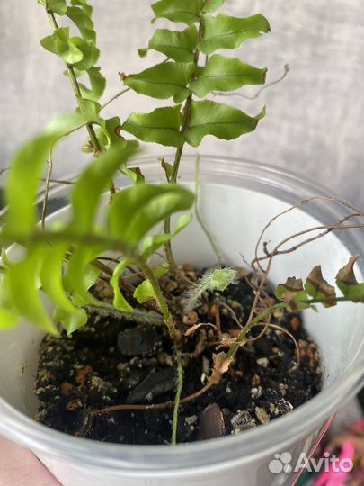 Папоротник нефролепис