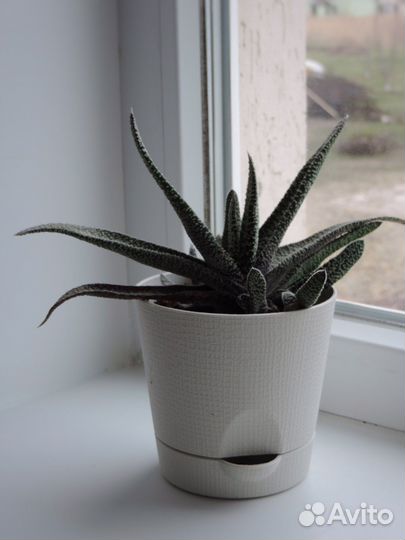 Кактусы и суккуленты