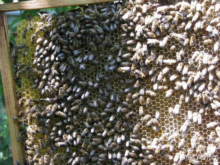 Пчелы семьи