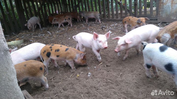 Продаются поросята