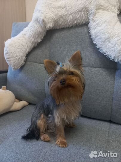 Йоркширский терьер мини