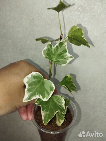 Плющ хедера хеликс