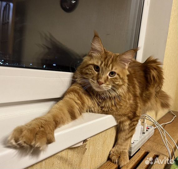 Кот мейн-кун вязка