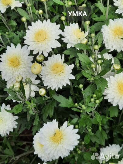 Хризантемы