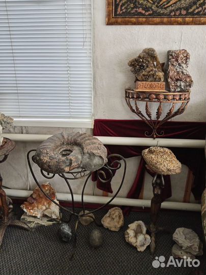 Септарии. Аммониты. Окаменелости. Минералы. Жеоды