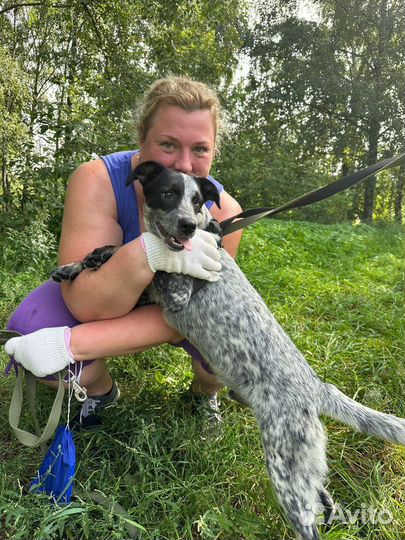 Малыш Спотти из приюта ищет дом