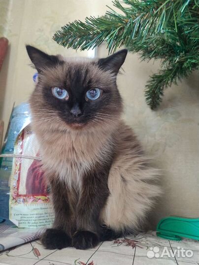Кошка в дар