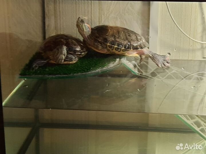 Аквариум 200л для водных черепах
