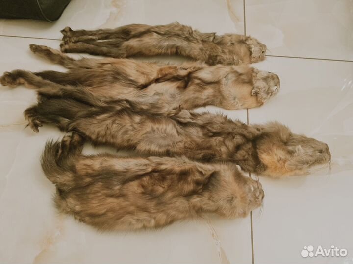 Невыделанные Шкурки Соболя
