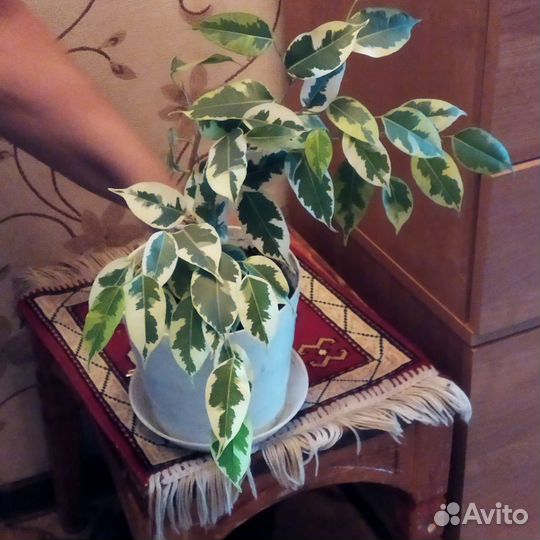 Кроссандры,фикус Бенжамина,дифенбахия