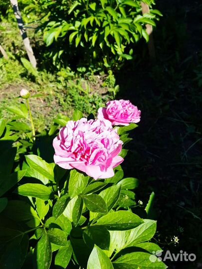 Деленки пионов