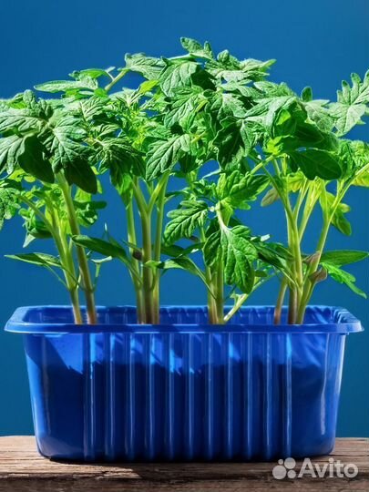 Podkormin Куриный помет, органическое удобрение