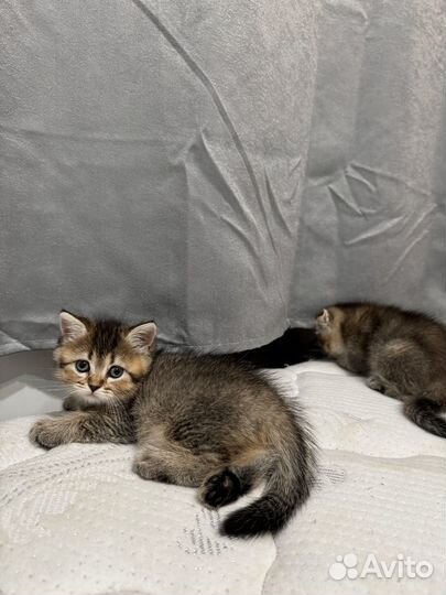 Шотландская шиншилла