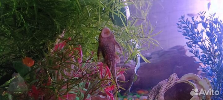 Украшения для аквариума