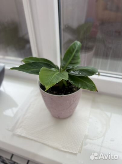 Банан киевский карлик