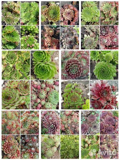 Молодило сортовые, садовые суккуленты