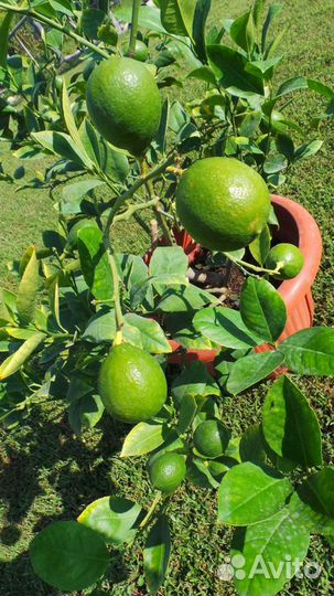 Цитрусовые растения редких сортов в Волгограде