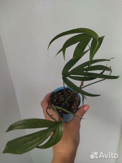 Эпипремнум