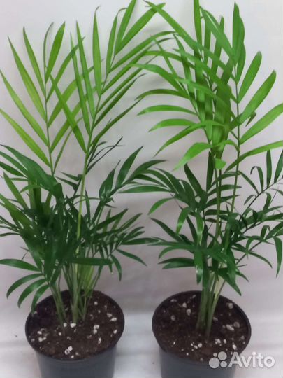 Пальма хамедорея