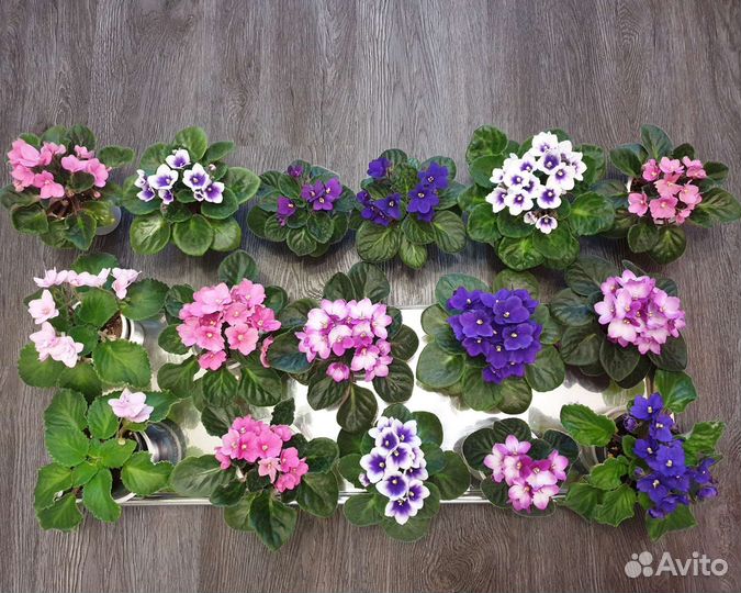 Фиалки много разных, розовые, фиолетовые, белые