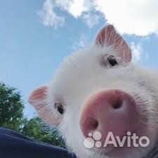 Продаются свиньи, поросята мясной породы