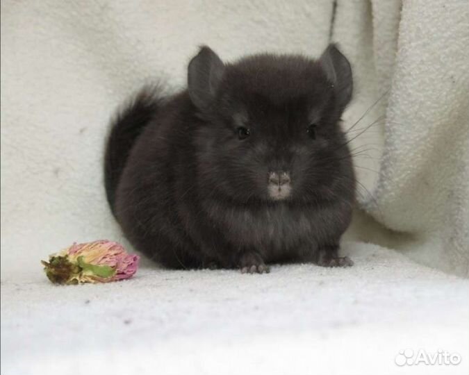 Шиншиллы мальчики и девочки