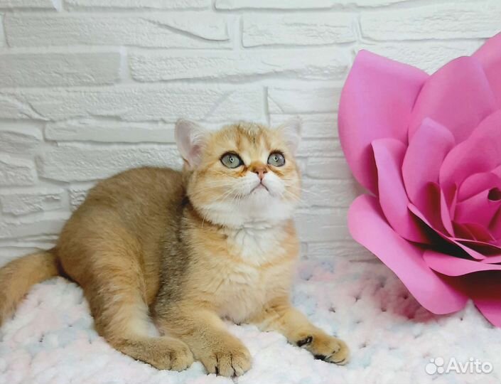 Котята шотландские