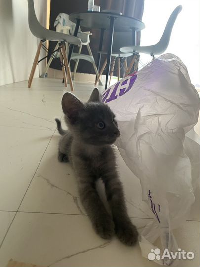 Отдам котенка