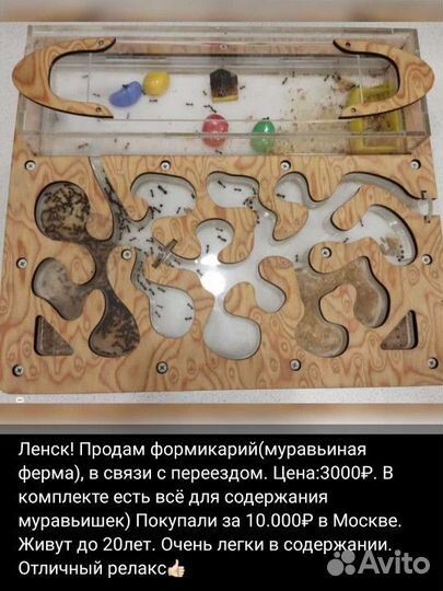 Муравьиная ферма antplanet