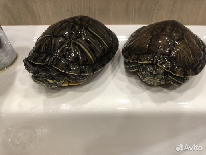 Красноухая черепаха