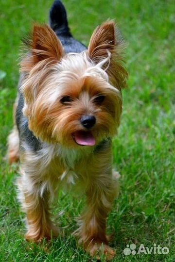 Индивидуальная передержка собаки в квартире