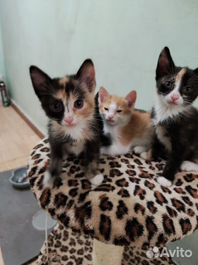 Трехшерстные котята