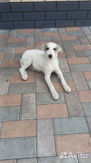 Собака уникальной породы