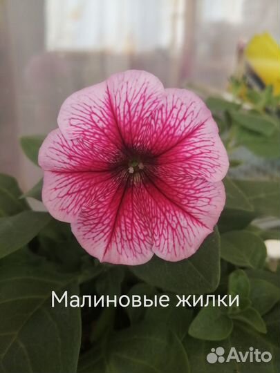 Рассада ампельной петунии