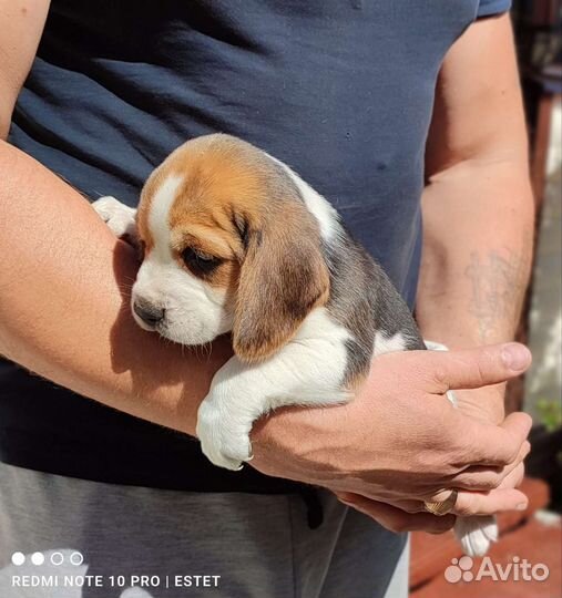 Щенки бигля