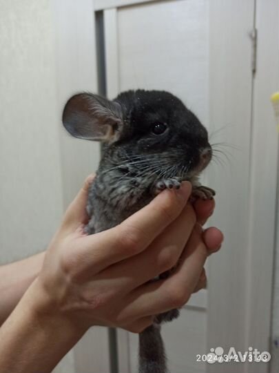 Шиншиллка мальчик