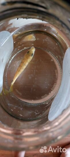 Отдам бесплатно рыбку