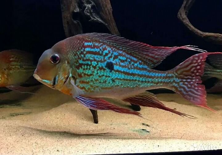 Геофагус Вайнмиллера Аквариумные рыбки