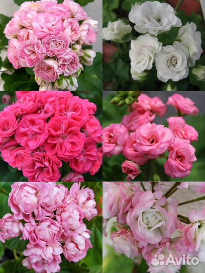 Пеларгония герань. Много сортов