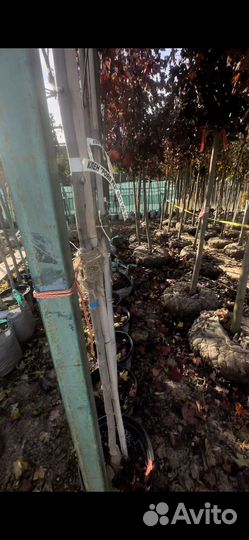 Клен друммонди