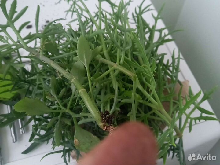 Комнатные цветы отростки
