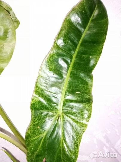 Филодендрон Биллитау мраморный