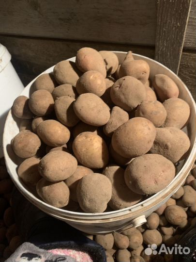 Картошка семенная