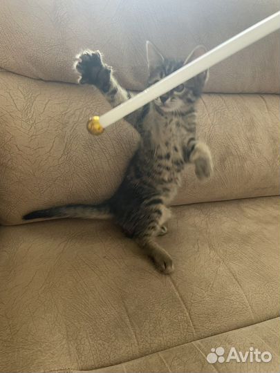 Кошка в дар бесплатно